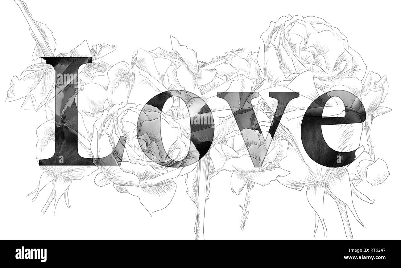 Monochrome skizze Rosen Liebe white background durch jziprian Stockfoto