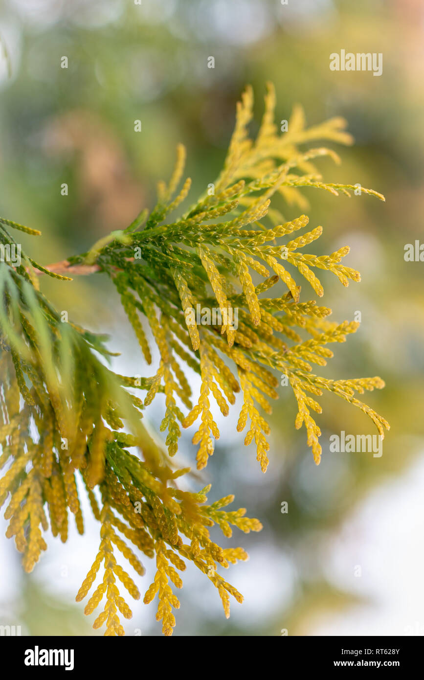 Gelb-grne Bltter der immergrne thuja Strucher im Winter Stockfotografie  - Alamy