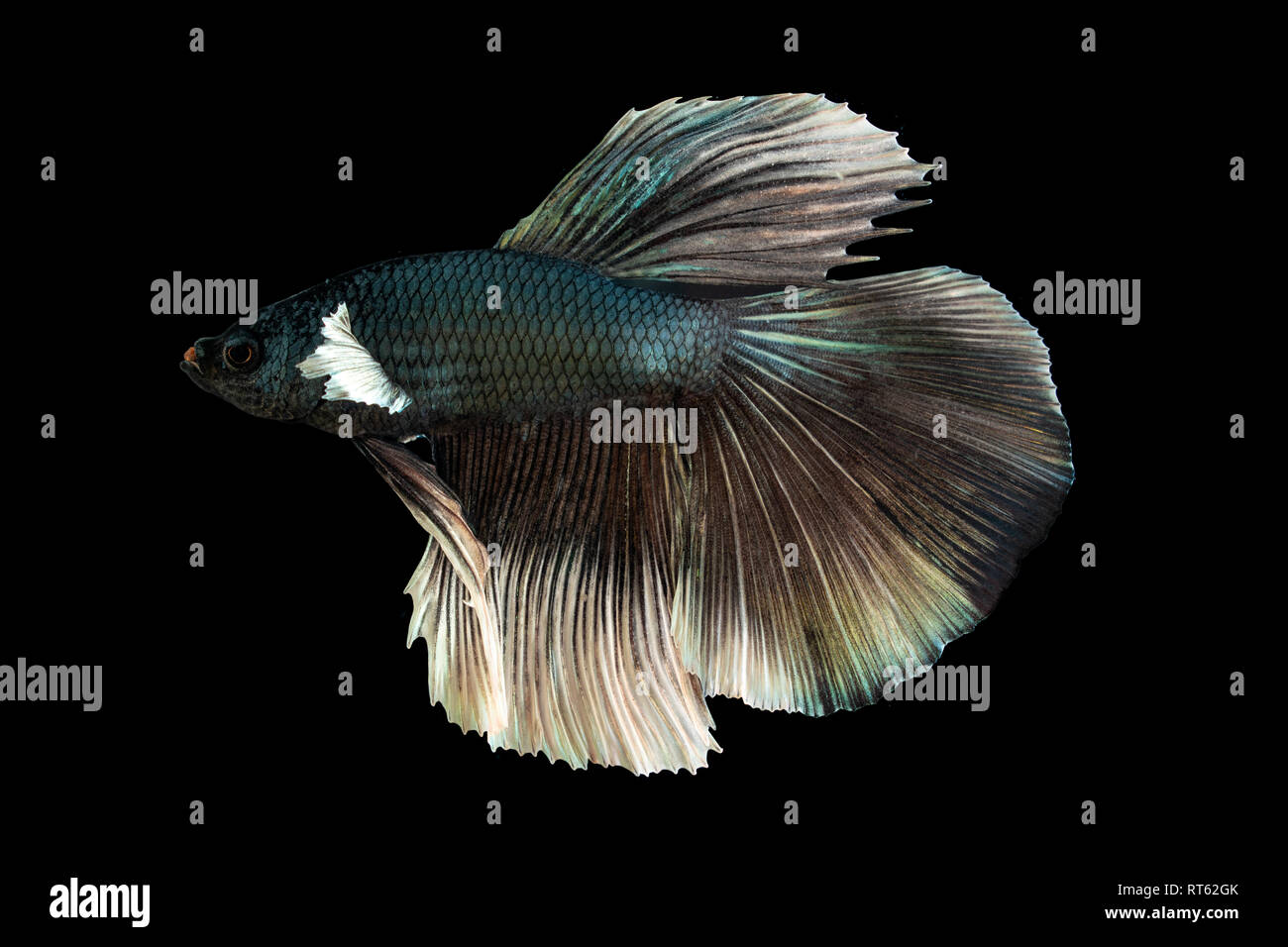 Schönen blauen Betta fish closeup Makro auf schwarzem Hintergrund Stockfoto