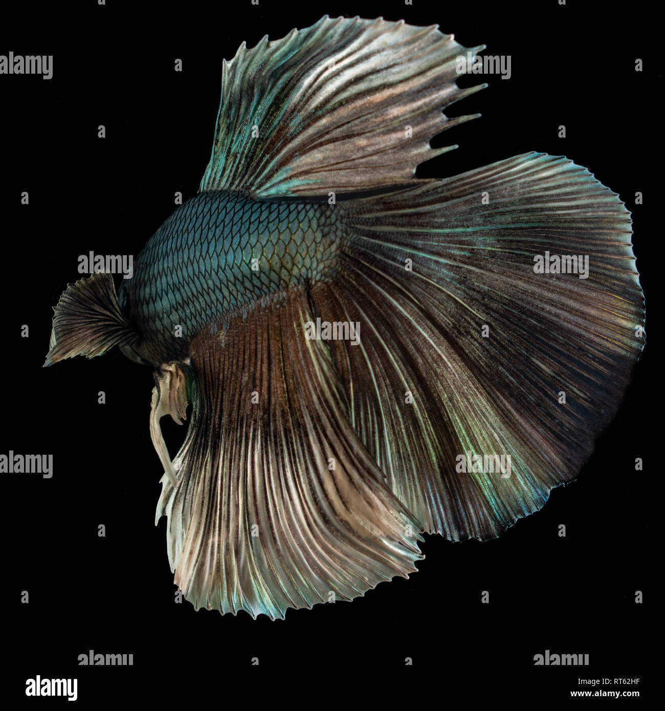 Schönen blauen Betta fish closeup Makro auf schwarzem Hintergrund Stockfoto