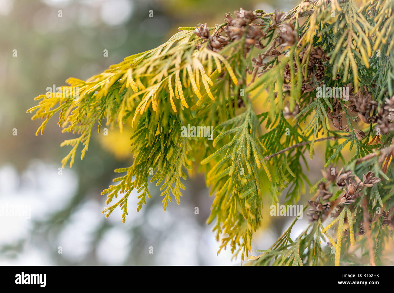 Gelb-grne Bltter der immergrne thuja Strucher im Winter Stockfotografie  - Alamy