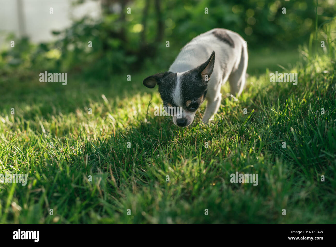 Der kleine Hund Chihuahua draußen spielen auf dem Rasen Frühjahr rasen. Selektiver Fokus bokeh Hintergrund Stockfoto