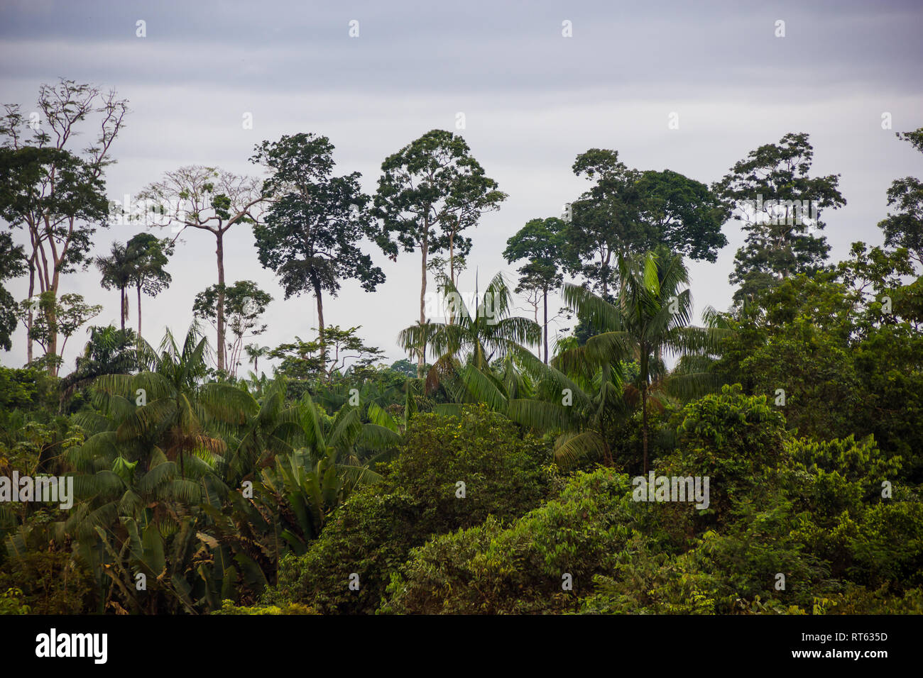 Amazonas Regenwald, Brasilien Stockfoto