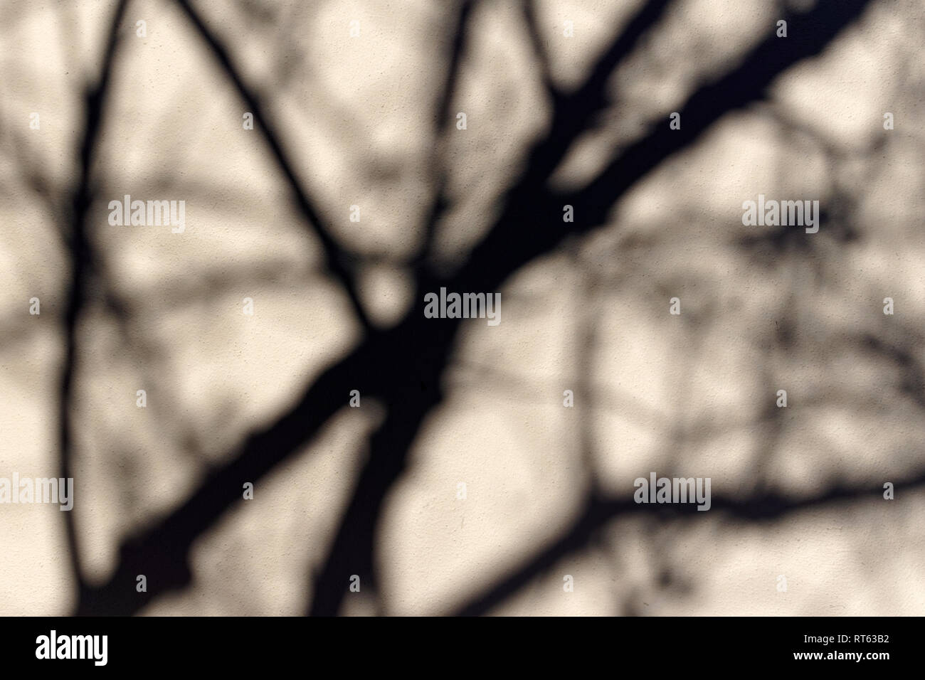 Komplexe schwarze Zweige Schatten auf einer weißen Wand Silhouette Stockfoto