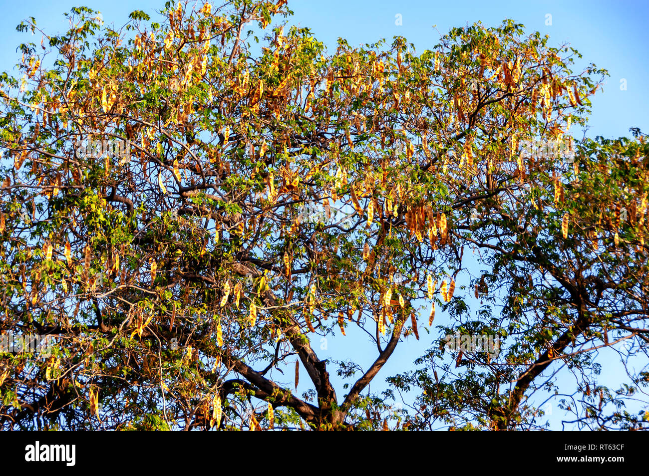 Albizia lebbeck Baum, beladen mit reifenden Früchten Pods. Die Blätter, Samen, Rinde, und Blumen sind alle medizinisch verwendet. Es ist adstringierend & psychoaktive. Stockfoto