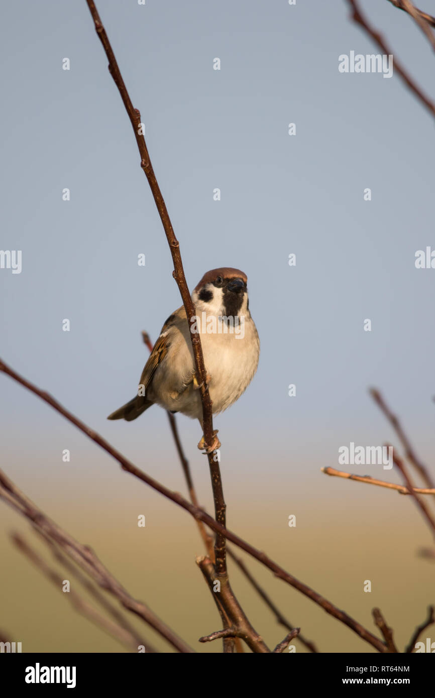 Eurasischen Feldsperling (Passer montanus) auf einem Ast sitzend Stockfoto