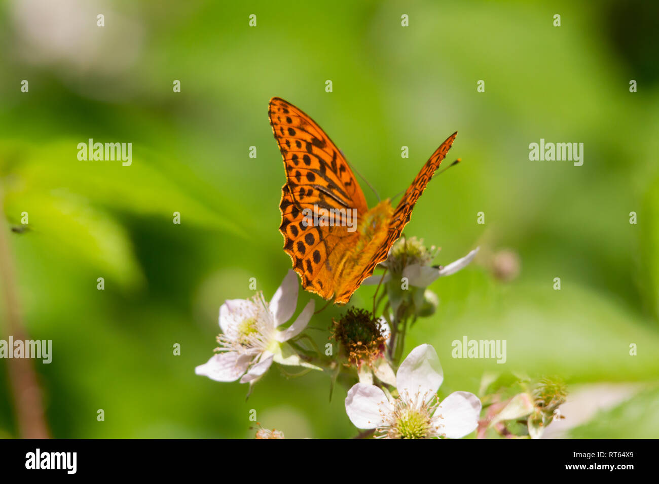 Ein Silber-gewaschen Fritillaryschmetterling (Ceriagrion tenellum) Fütterung auf eine Blume. Stockfoto