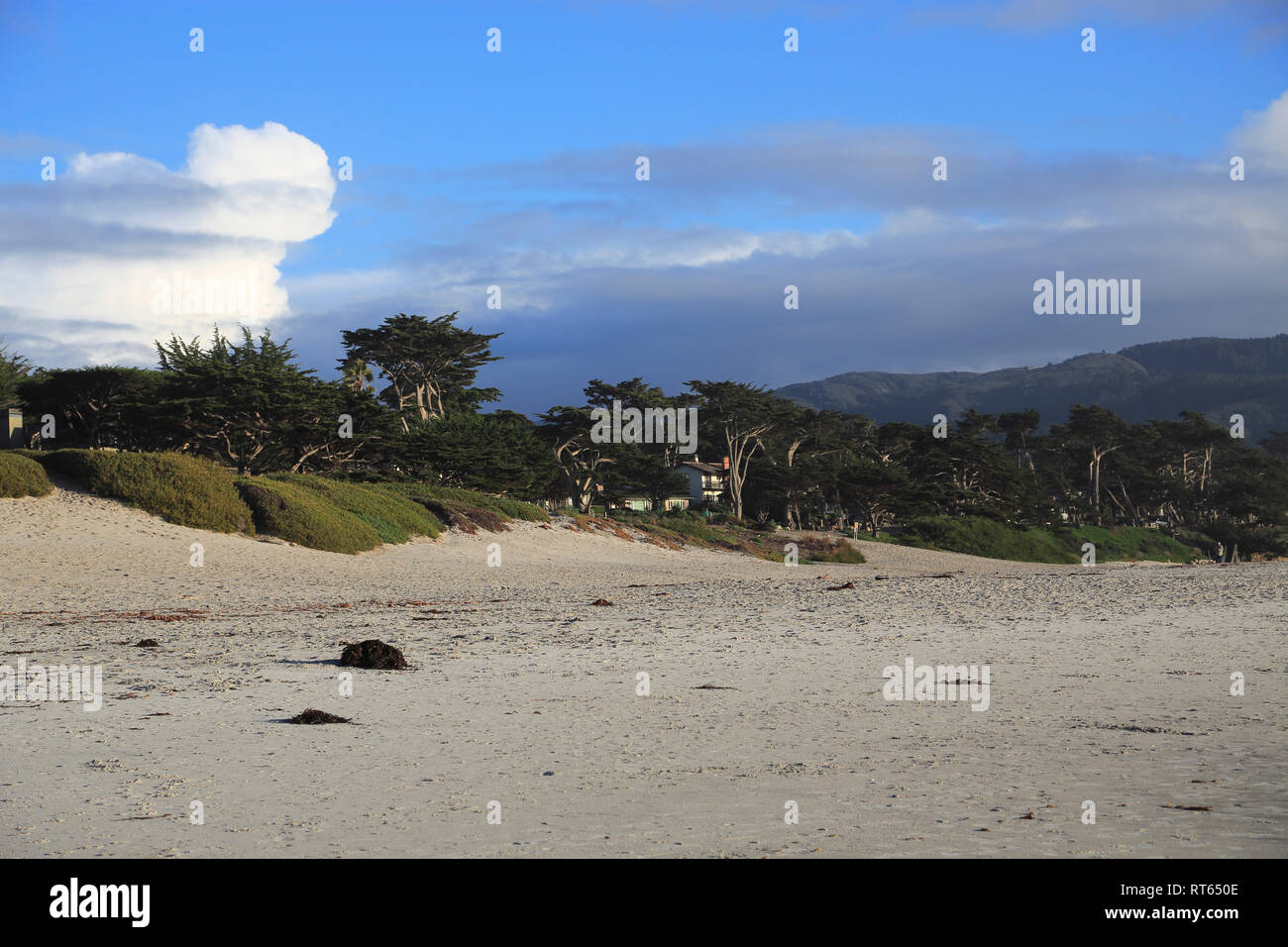 Beach, Carmel, Monterey Zypressen (Cupressus Macrocarpa) Bäume, Monterey Halbinsel, Pazifischer Ozean, Kalifornien, USA Stockfoto