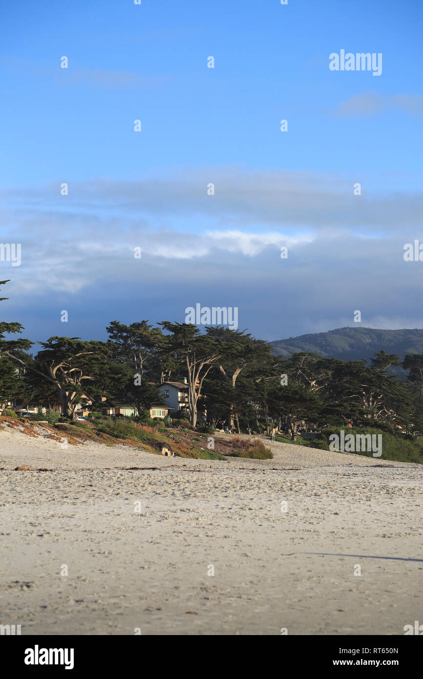 Beach, Carmel, Monterey Zypressen (Cupressus Macrocarpa) Bäume, Monterey Halbinsel, Pazifischer Ozean, Kalifornien, USA Stockfoto