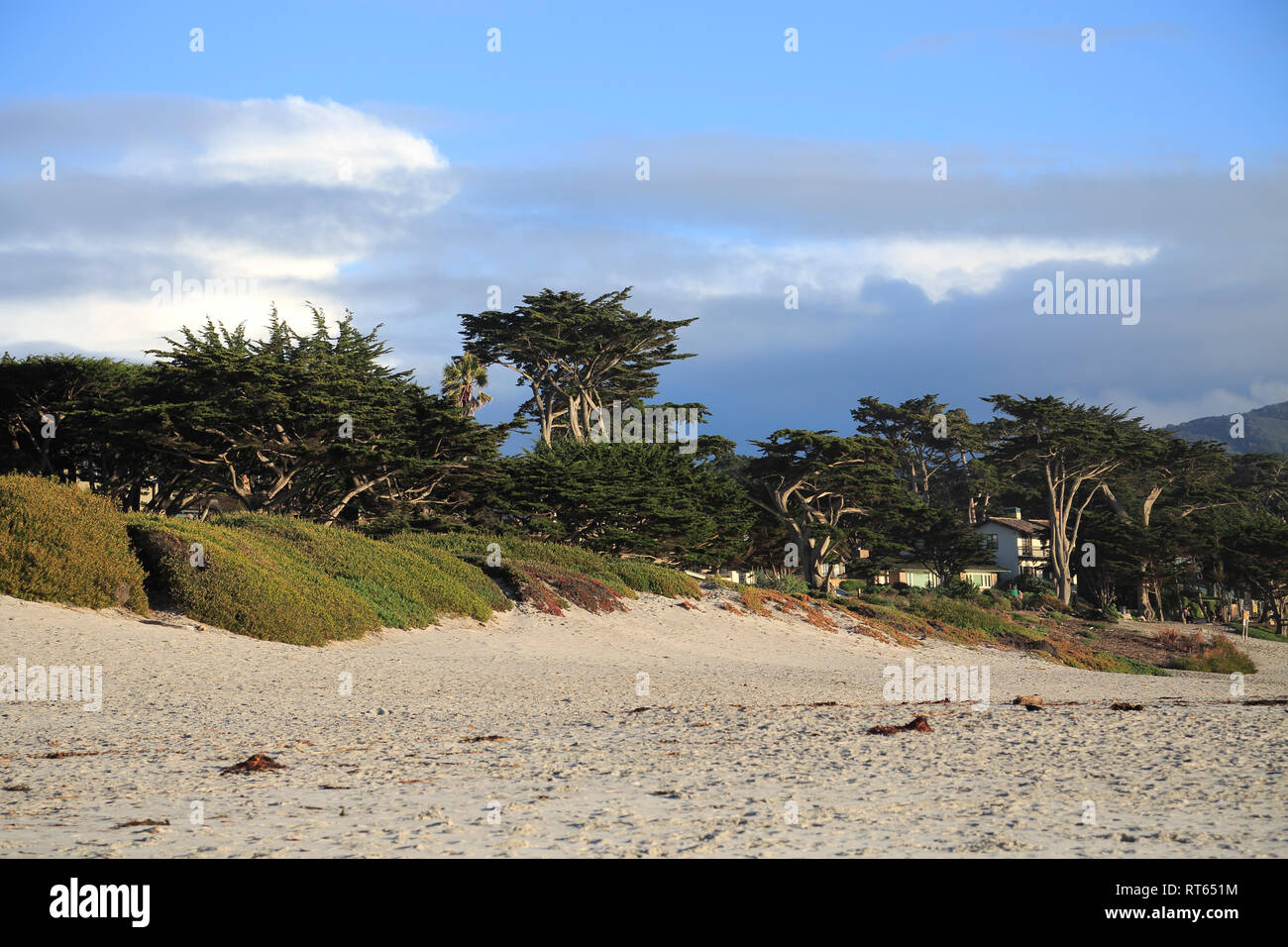 Beach, Carmel, Monterey Zypressen (Cupressus Macrocarpa) Bäume, Monterey Halbinsel, Pazifischer Ozean, Kalifornien, USA Stockfoto
