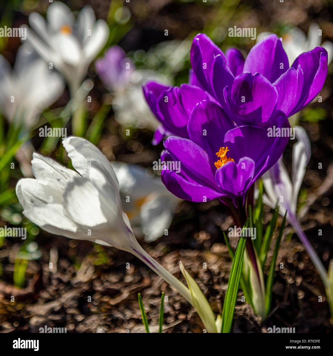 Schließen Sie herauf Bild von lila und weißen Krokussen. Stockfoto