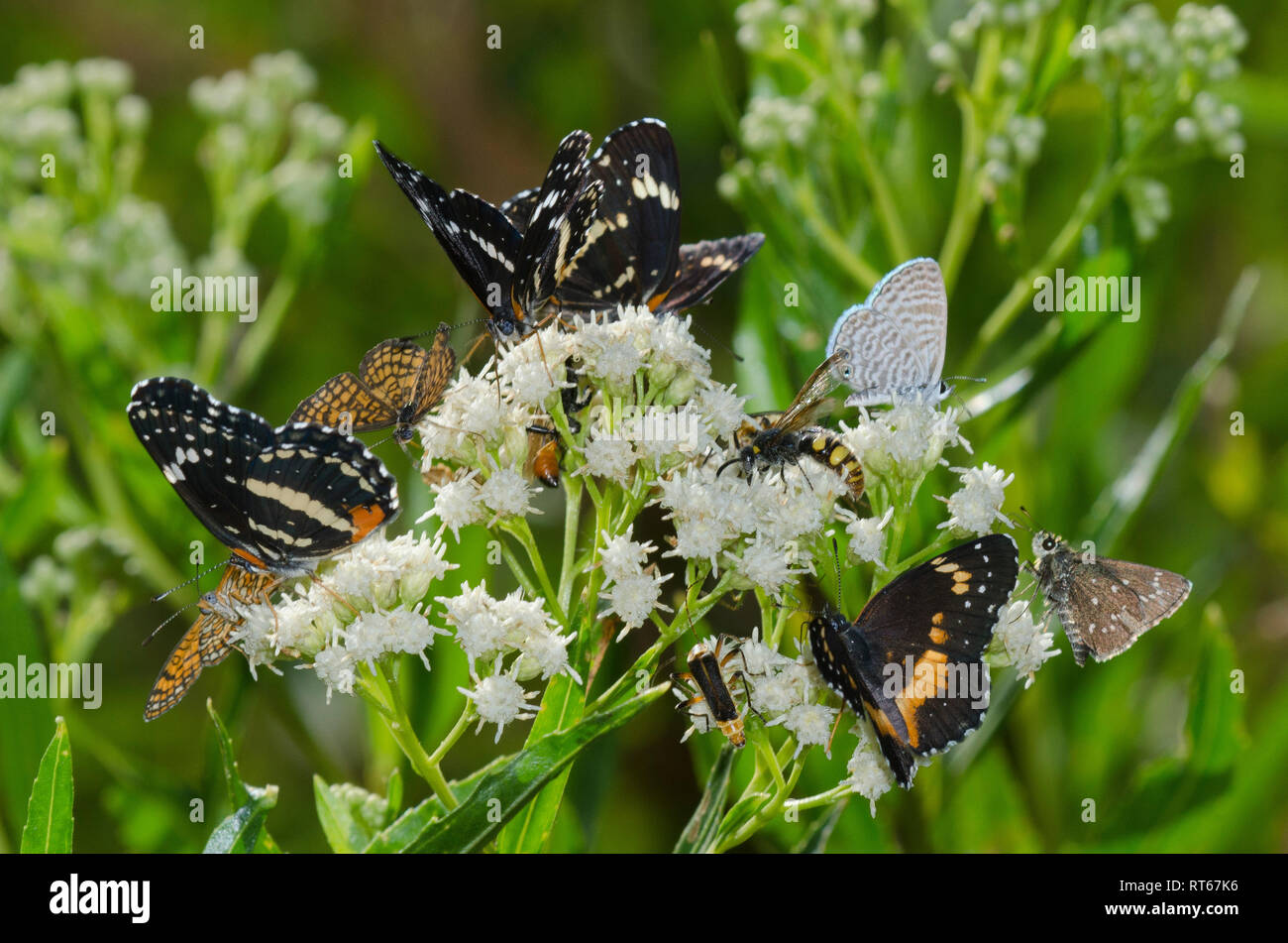 Verschiedene Schmetterlinge und andere Insekten clustered auf Sickern - Weide, Baccharis Harke Stockfoto