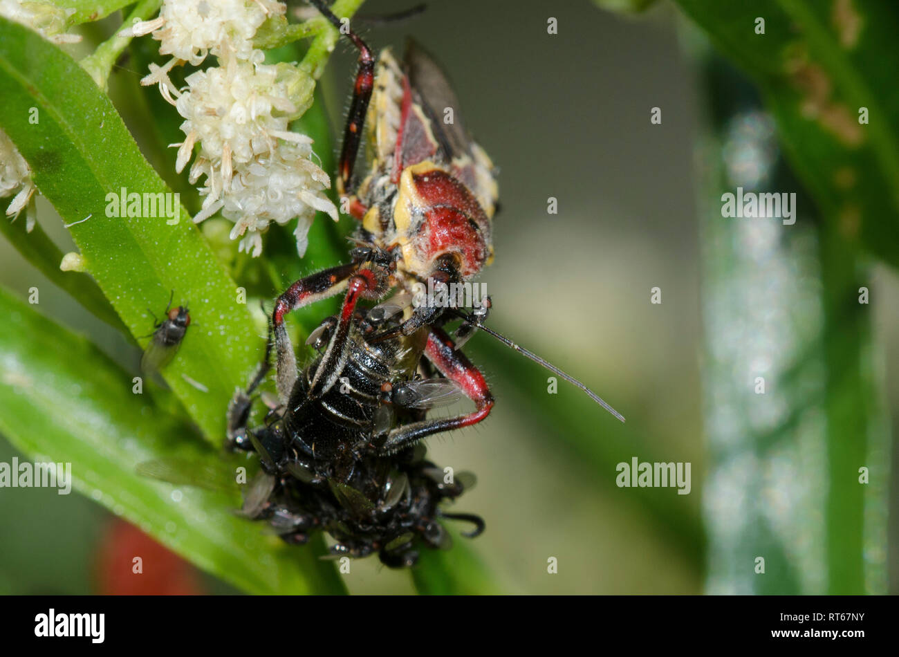 Gelbbauchbiene Assassin, Apiomerus flaviventris, mit Beute und Freeloader-Fliegen, Familie Milichiidae, auf Seeweide, Baccharis salicifolia Stockfoto