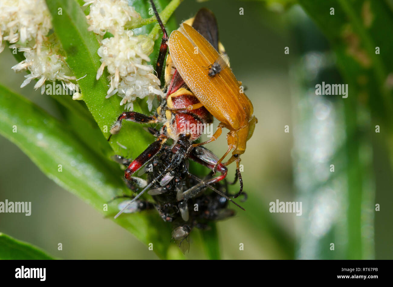 Gelbbauchbiene Assassin, Apiomerus flaviventris, mit Beute und Freeloader-Fliegen, Familie Milichiidae, auf Seeweide, Baccharis salicifolia Stockfoto