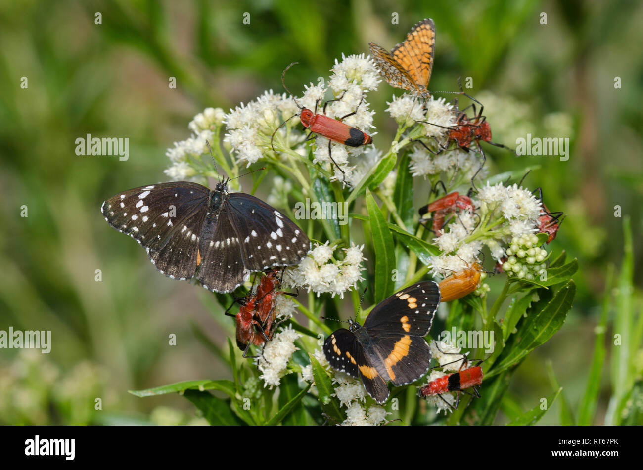 Grenzt Patches, Chlosyne lacinia, Clustered mit anderen Insekten auf Sickern - Weide, Baccharis Harke Stockfoto