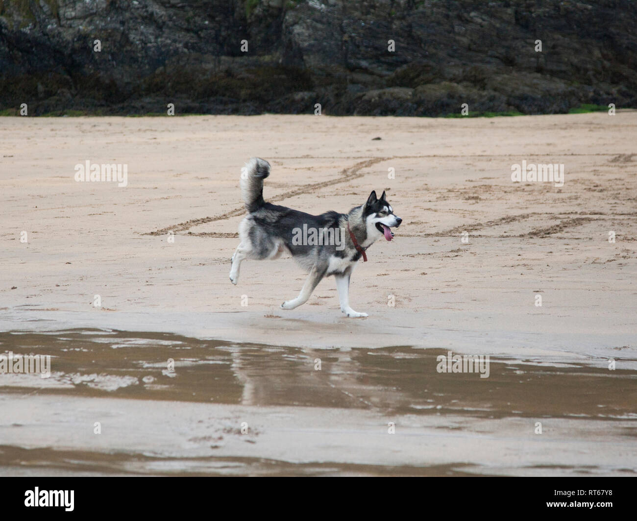 Husky Hund bounding über den Strand in Salcombe Devon aus seinem führen Sie quer durch den Sand Stockfoto