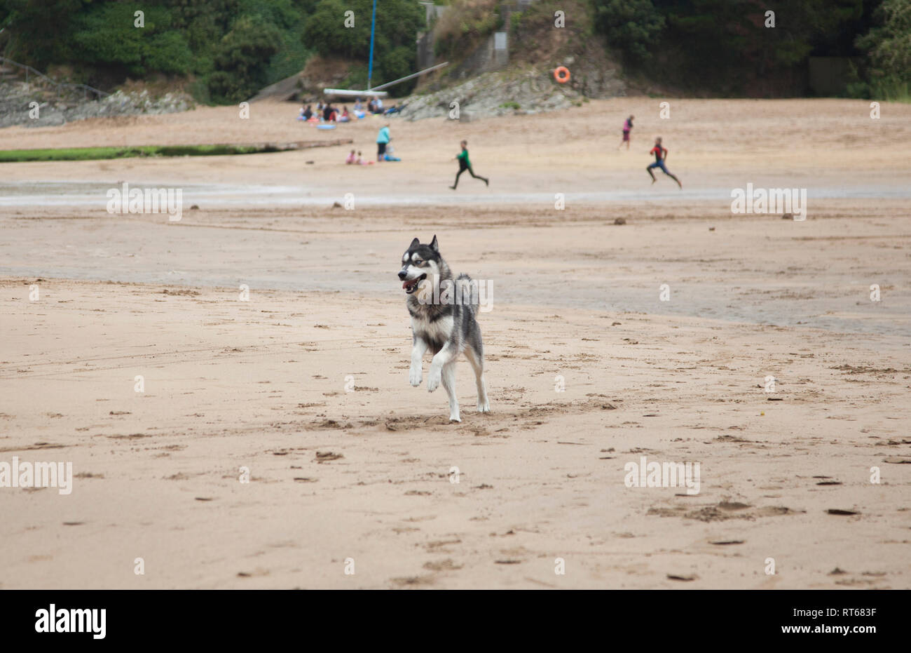 Husky laufen offlead auf dem pet friendly Beach, Salcombe, Devon, eine schöne Zeit auf dem Sandstrand ohne Leitung auf. Stockfoto