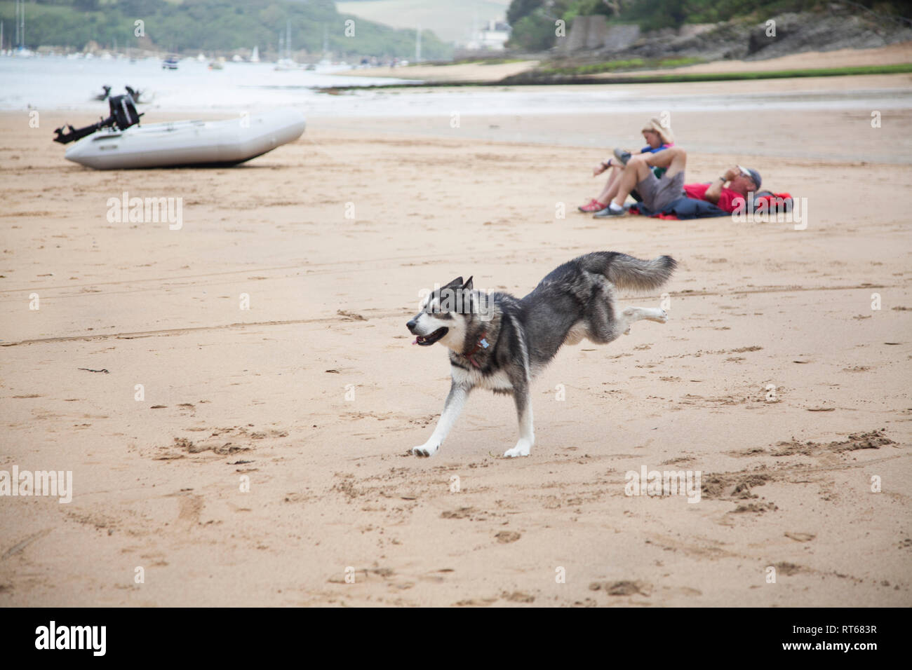 Husky laufen offlead auf dem pet friendly Beach, Salcombe, Devon, eine schöne Zeit auf dem Sandstrand ohne Leitung auf. Stockfoto