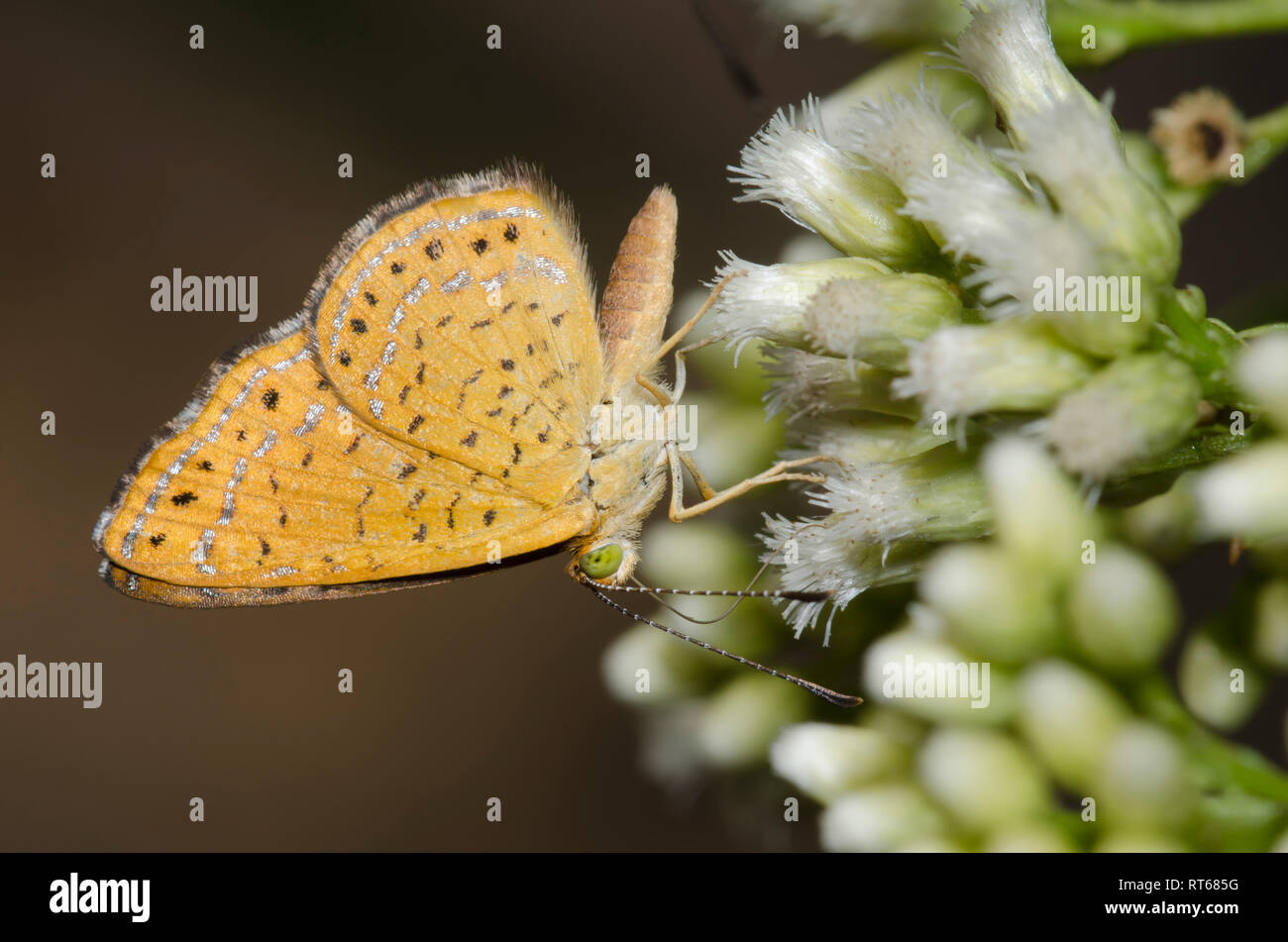 Fatal Calephelis Metalmark, Nemesis, männliche nectaring auf Sickern - Weide, Baccharis Harke Stockfoto