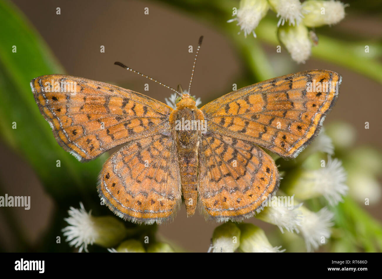 Fatal Calephelis Metalmark, Nemesis, männliche nectaring auf Sickern - Weide, Baccharis Harke Stockfoto