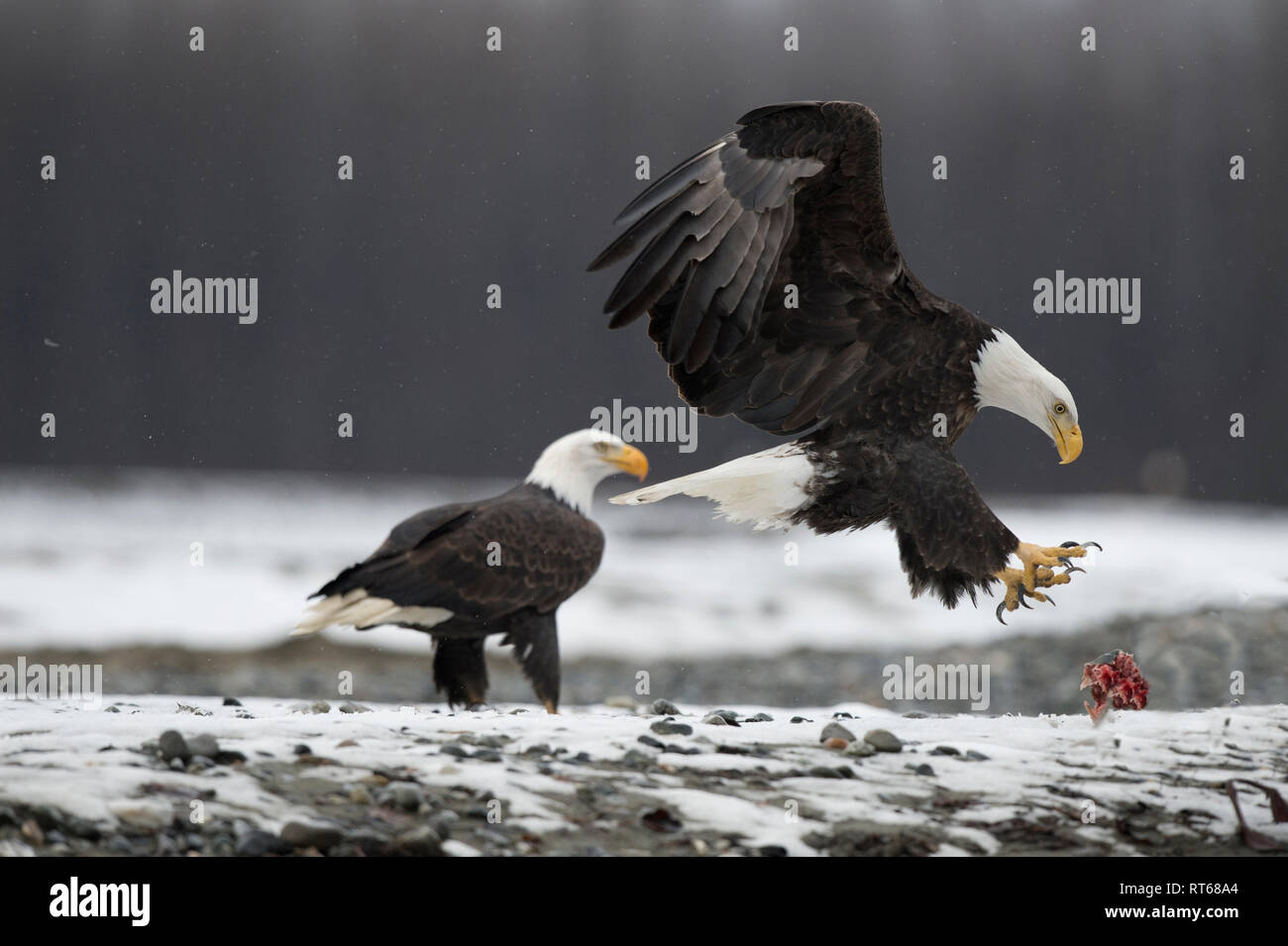 Nach der Weißkopfseeadler (Haliaeetus leucocephalus) Landung auf Lachs Leichnam in der Alaska Chilkat Bald Eagle Preserve in der Nähe von haines Alaska Stockfoto