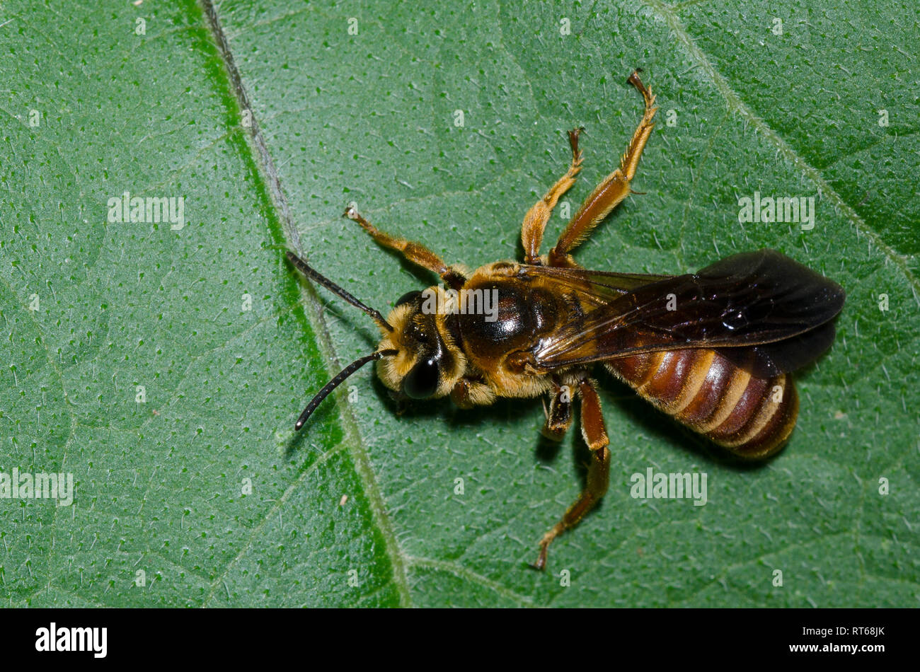 Stachelige - Mohn, Andrena Andrena argemonis Stockfoto