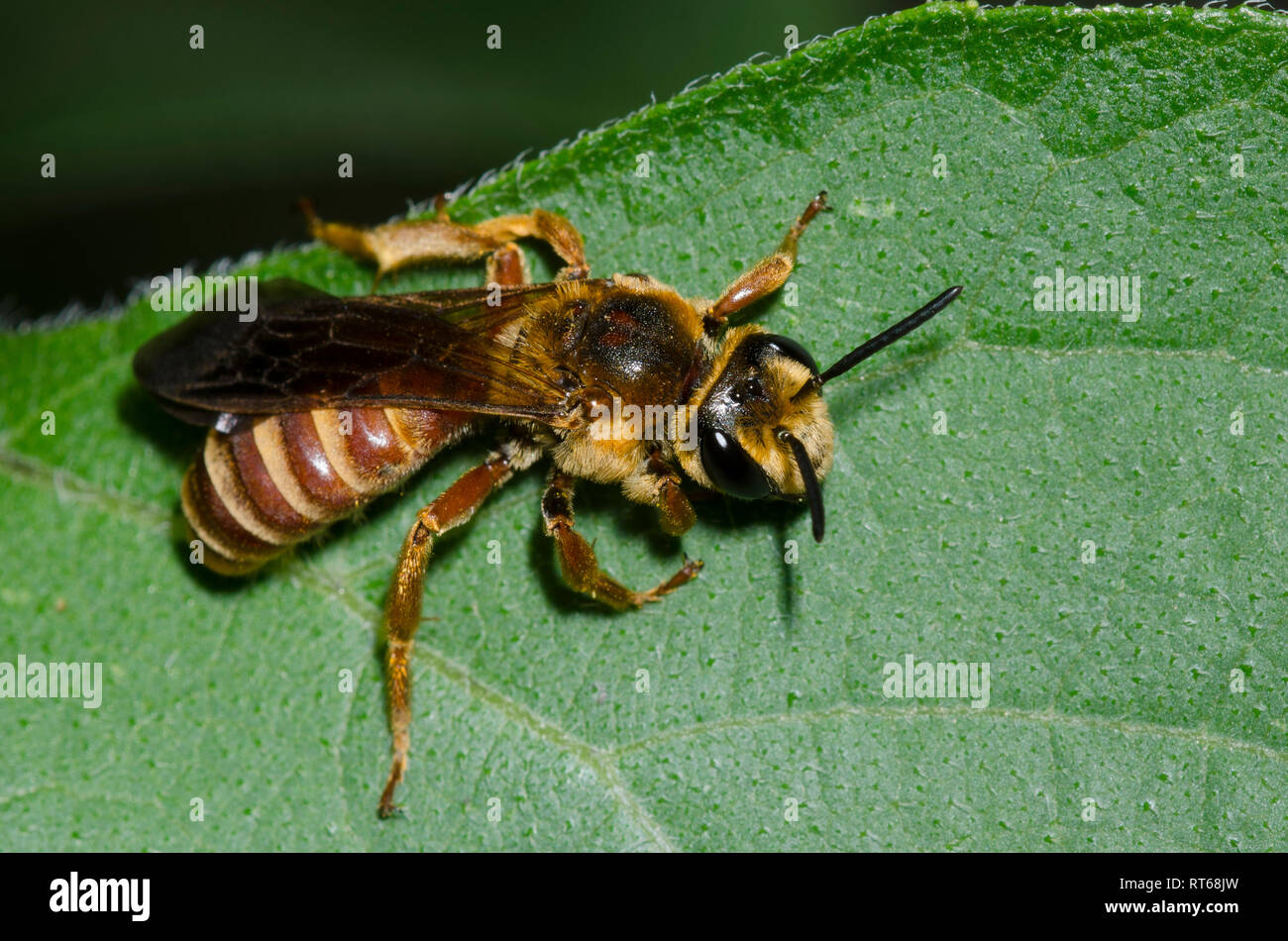 Stachelige - Mohn, Andrena Andrena argemonis Stockfoto
