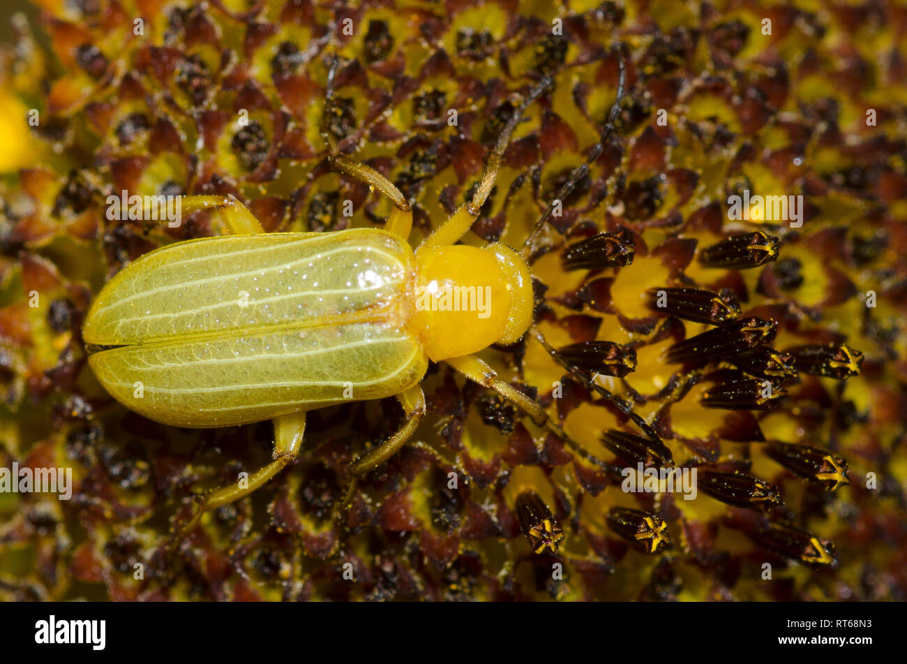 Blister Käfer, Zonitis sp. Stockfoto