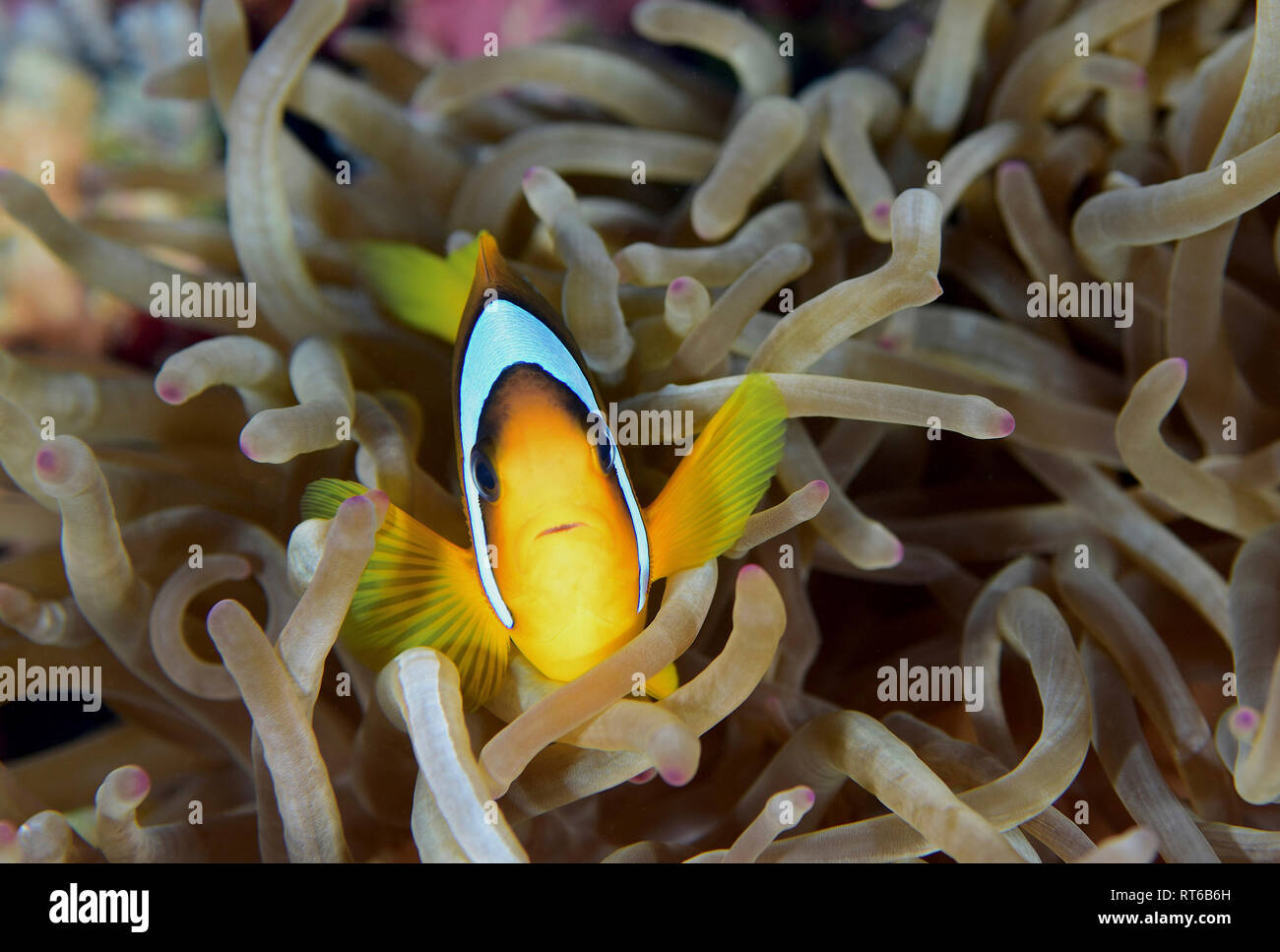 Rotes Meer Clownfisch (Amphiprion bicinctus), Rotes Meer, Ägypten. Stockfoto