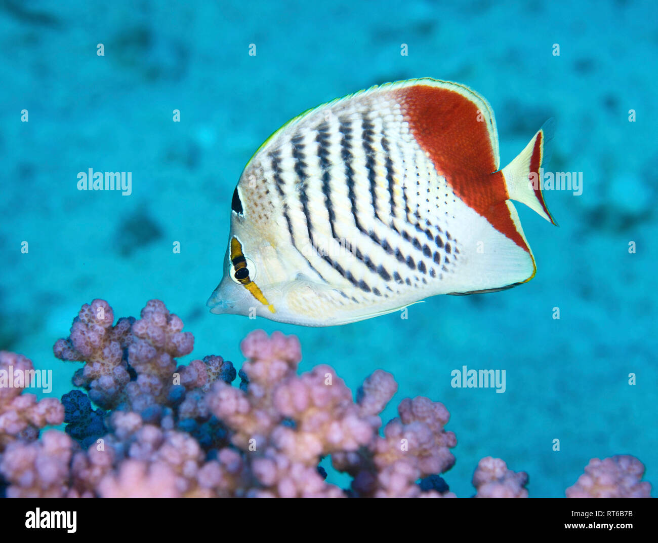 Redback Falterfische, Rotes Meer, Ägypten. Stockfoto