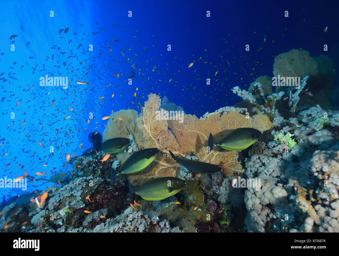 Schlankes nasendoktorfisch schwimmen Reef fan Coral, Rotes Meer, Ägypten. Stockfoto