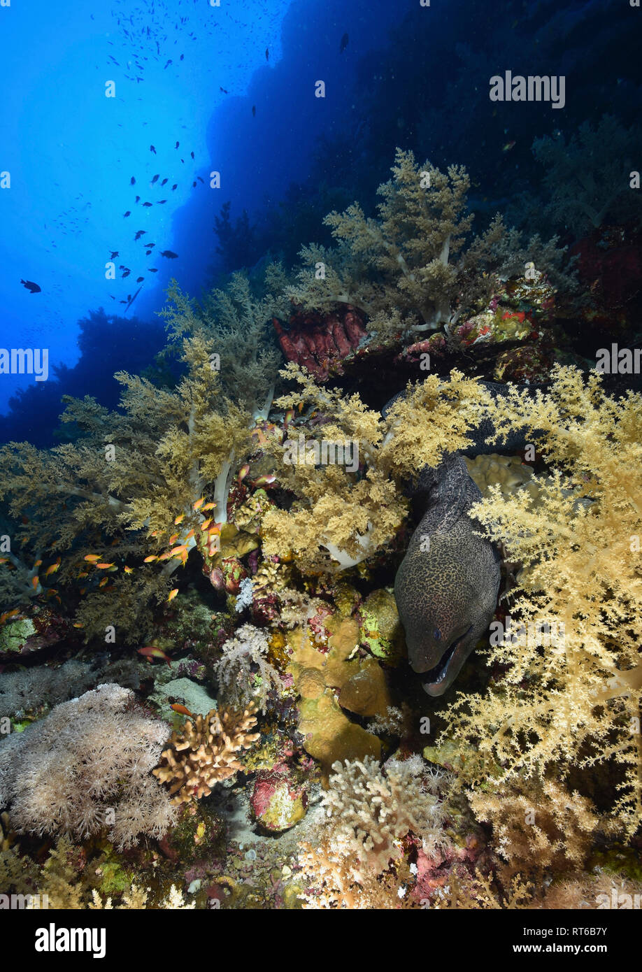 Riesige Muränen (Gymnothorax javanicus), Rotes Meer, Ägypten. Stockfoto