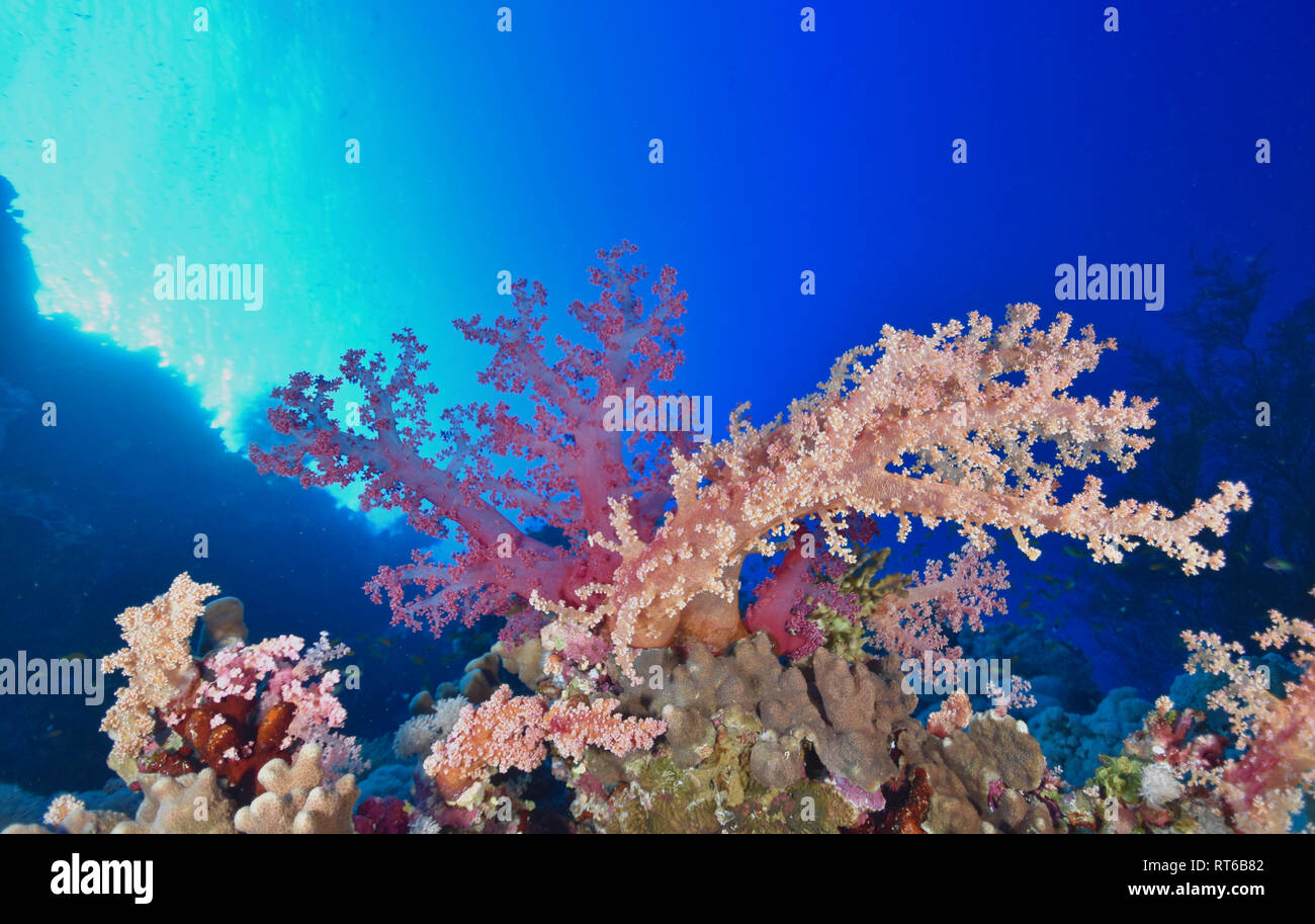 Soft Coral Reef, Rotes Meer, Ägypten. Stockfoto