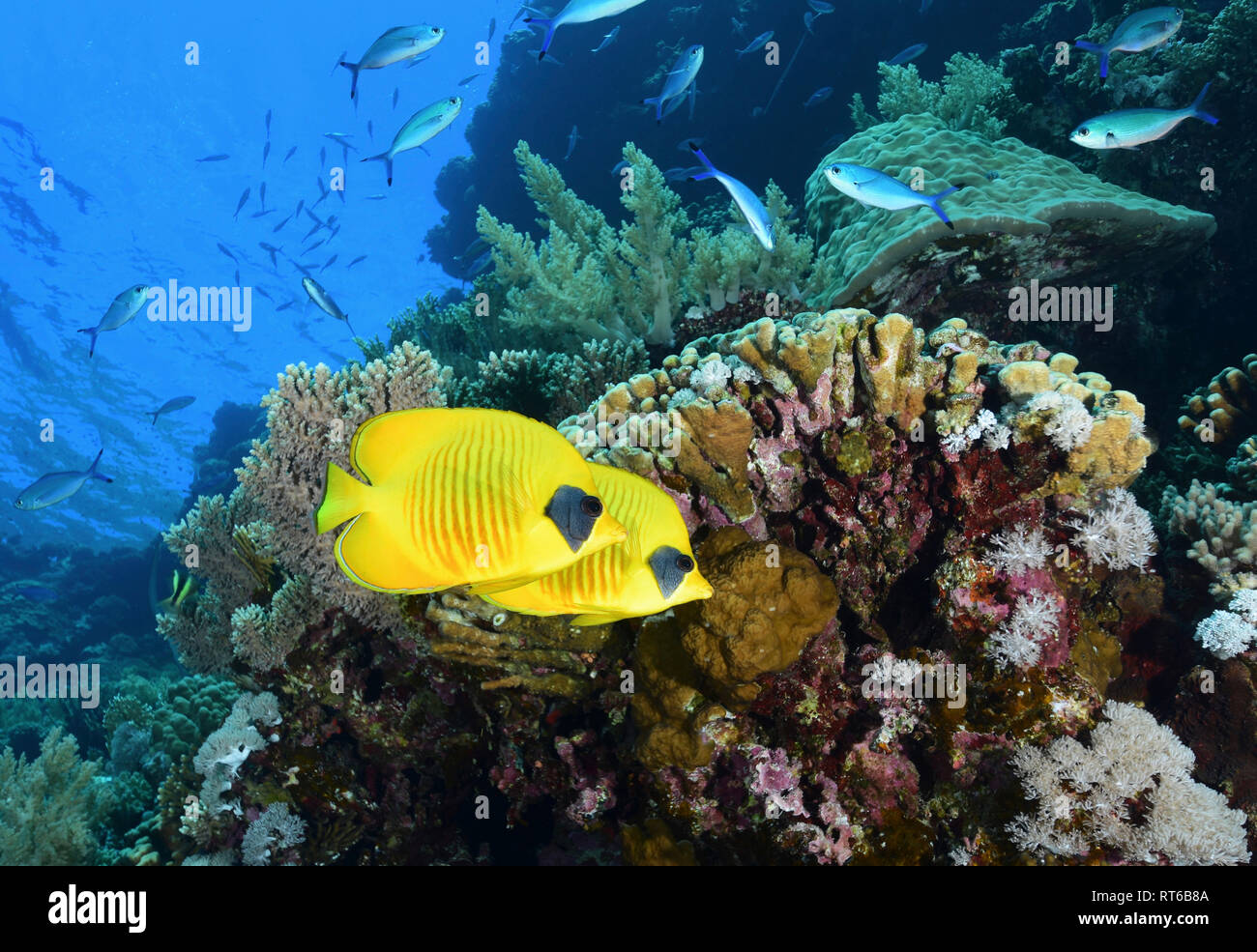 Maskierte Falterfische, Rotes Meer, Ägypten. Stockfoto