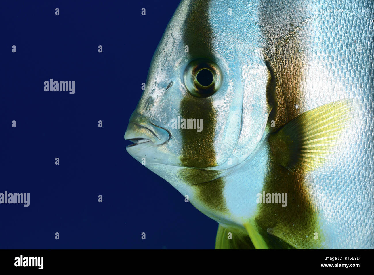 (Platax teira Longfin spadefish), Rotes Meer, Ägypten. Stockfoto