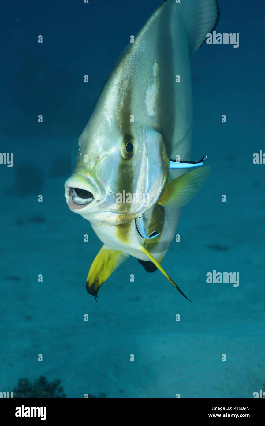 (Platax teira Longfin spadefish), Rotes Meer, Ägypten. Stockfoto