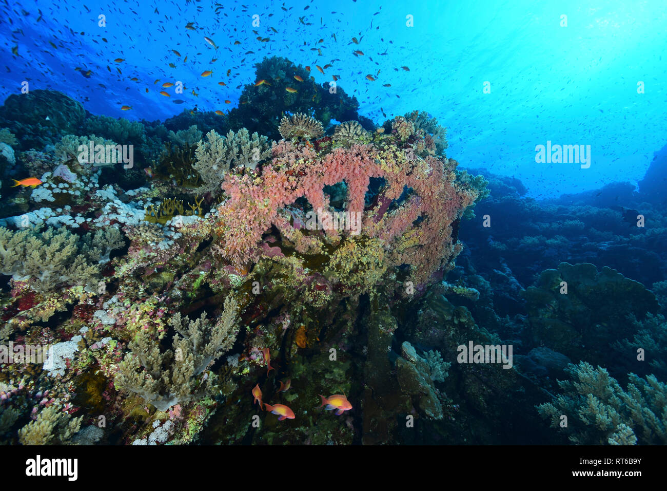 Numidia Frachtschiff Wrack, Rotes Meer, Ägypten. Stockfoto