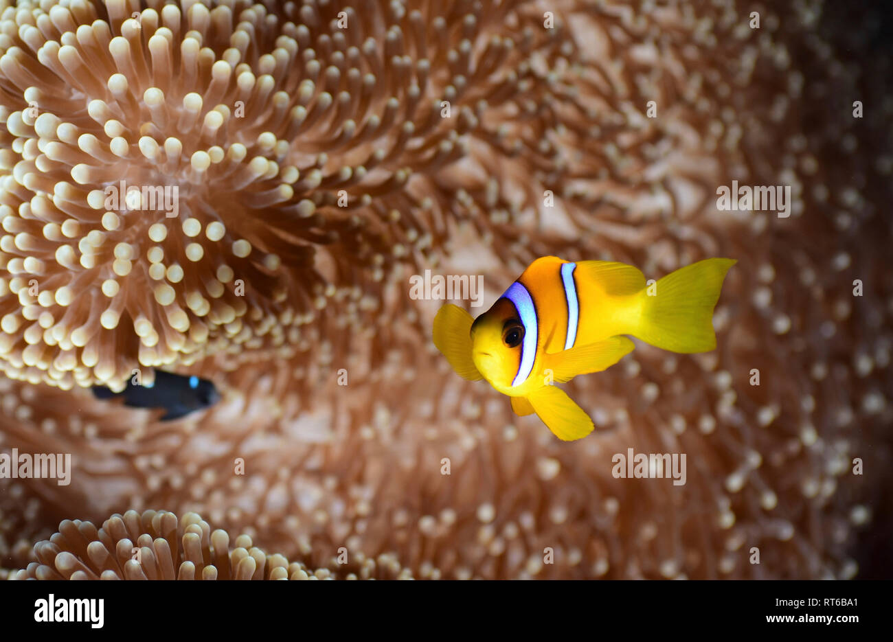 Rotes Meer Clownfisch (Amphiprion bicinctus), Rotes Meer, Ägypten. Stockfoto