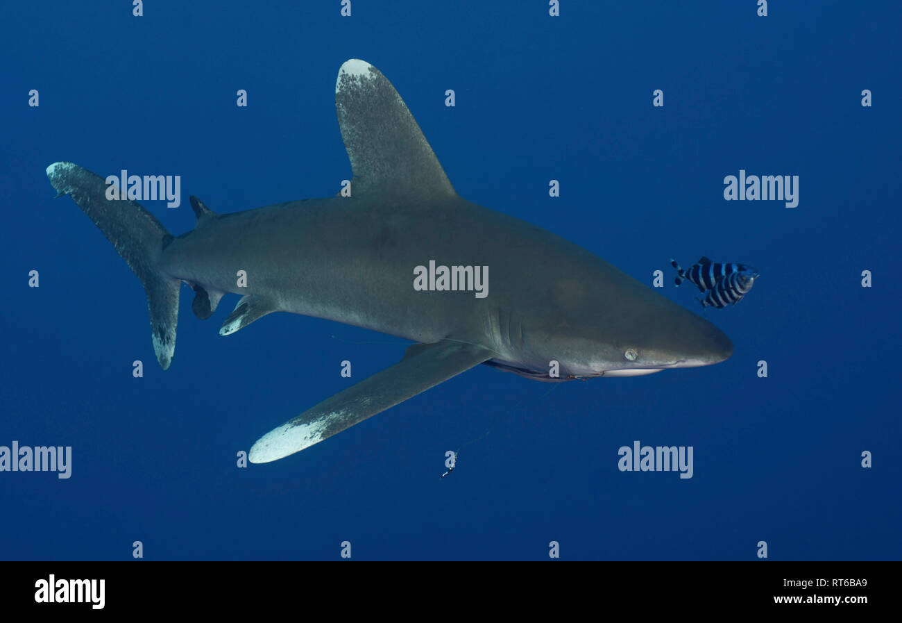 Oceanic Weißspitzen Hai, Rotes Meer, Ägypten. Stockfoto