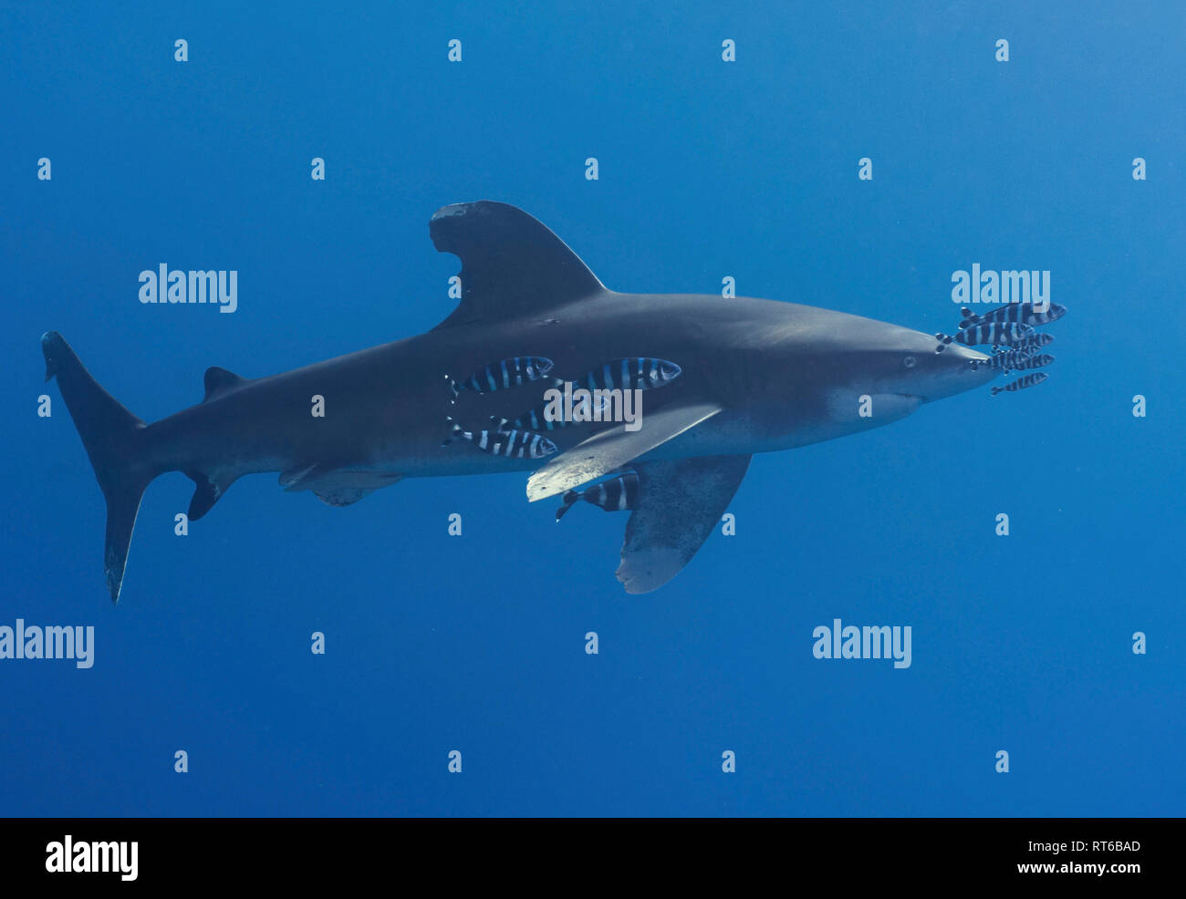 Oceanic Weißspitzen Hai, Rotes Meer, Ägypten. Stockfoto