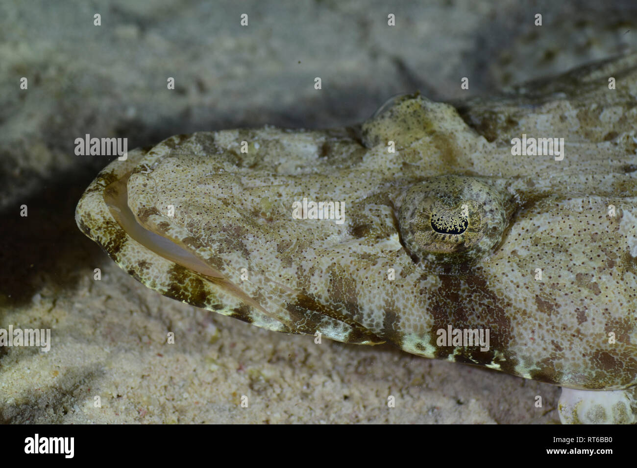 Krokodilfische, Rotes Meer, Ägypten. Stockfoto