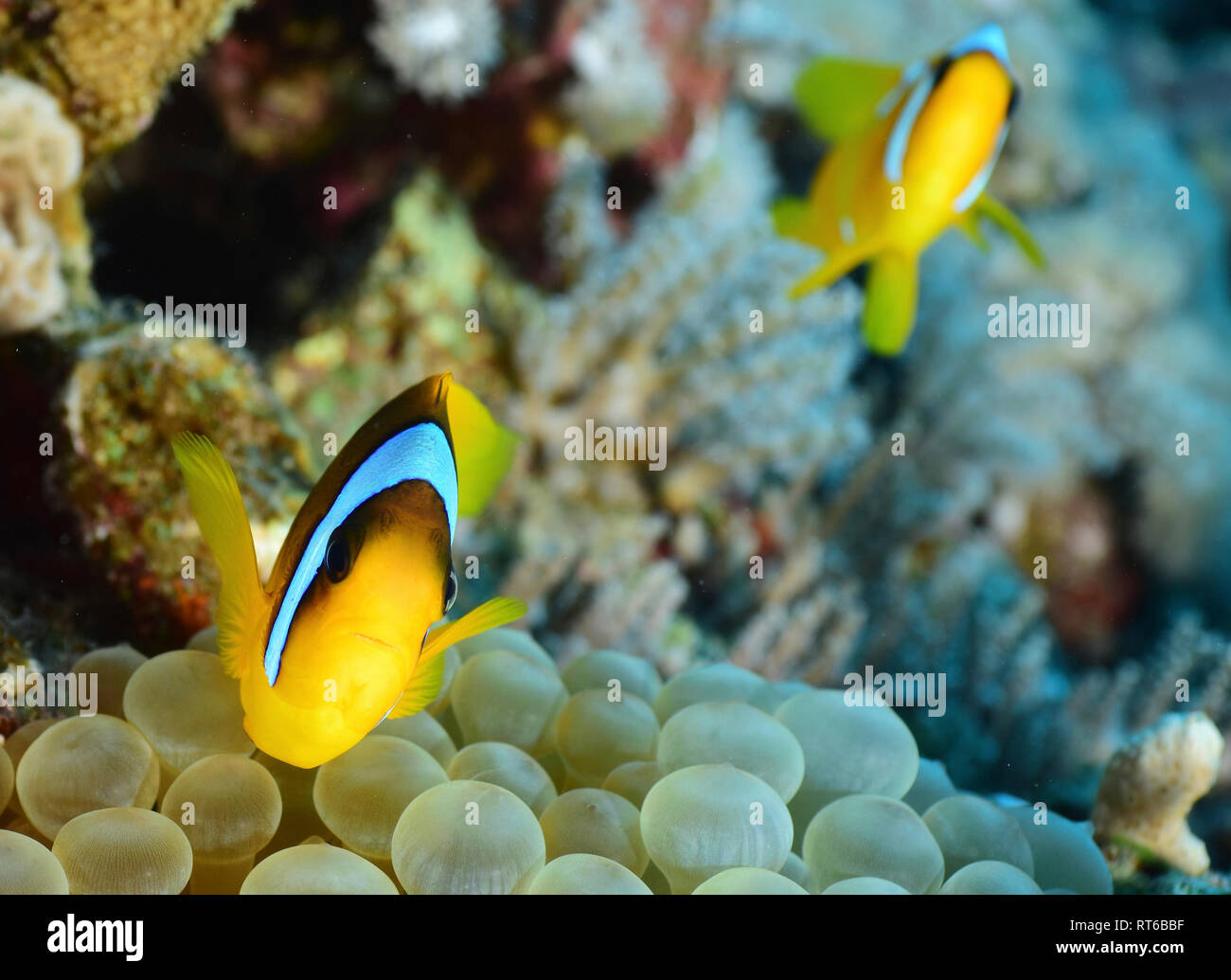 Rotes Meer Clownfisch (Amphiprion bicinctus), Rotes Meer, Ägypten. Stockfoto