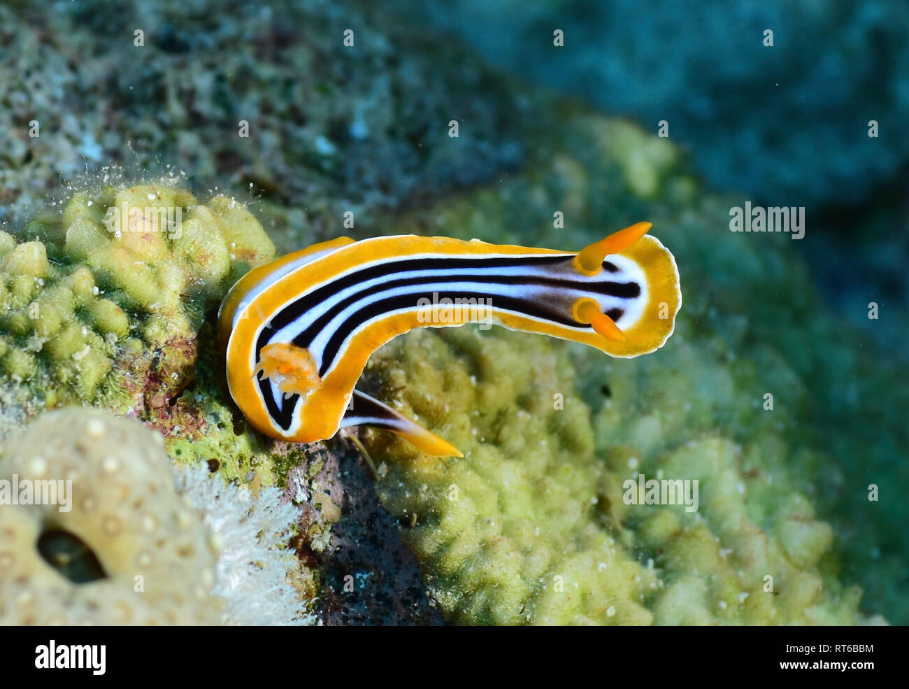 Pyjama slug, Rotes Meer, Ägypten. Stockfoto