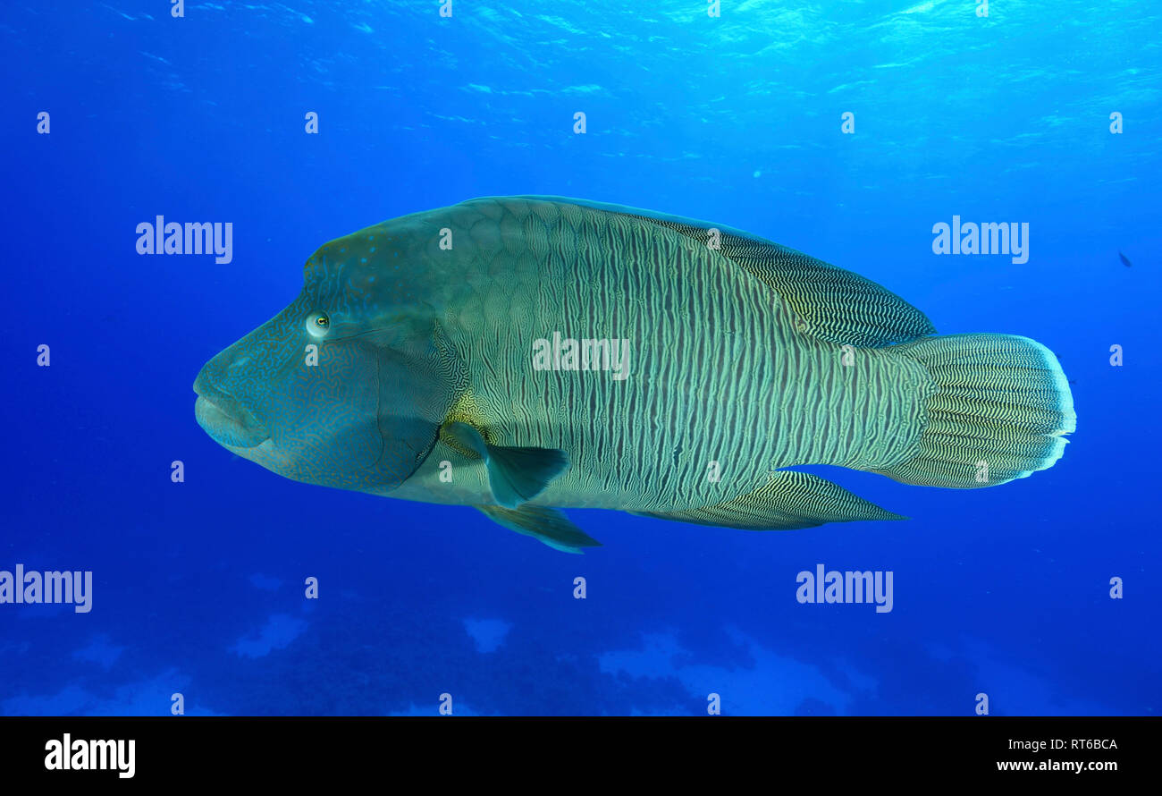 Humphead Lippfisch, Rotes Meer, Ägypten. Stockfoto