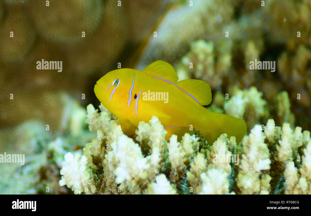 Citron Grundel (Gobiodon '), Rotes Meer, Ägypten. Stockfoto