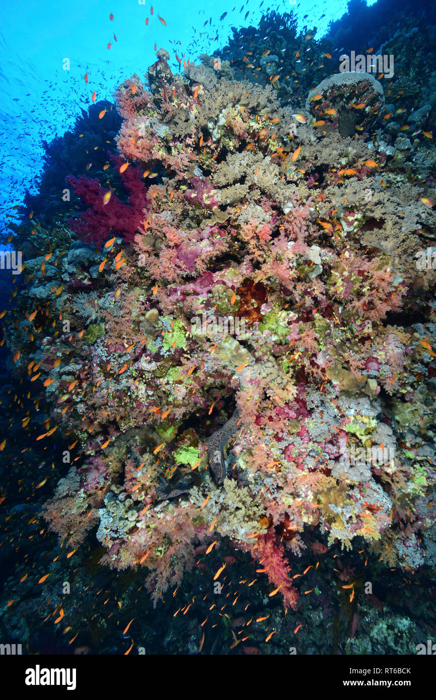 Soft Coral Reef, Rotes Meer, Ägypten. Stockfoto