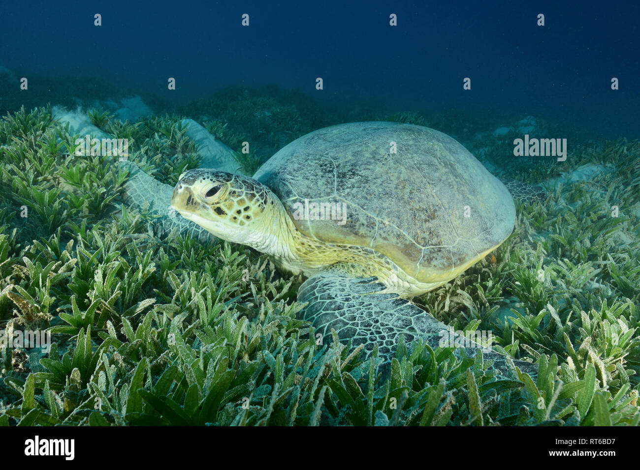 Grüne Meeresschildkröte, Rotes Meer, Ägypten. Stockfoto