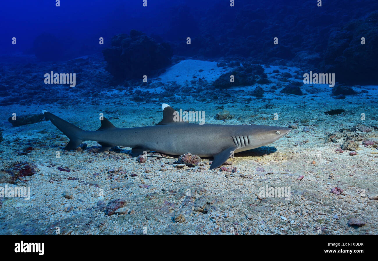 Weißspitzen-Riffhai auf dem Meeresboden, Yap in Mikronesien. Stockfoto
