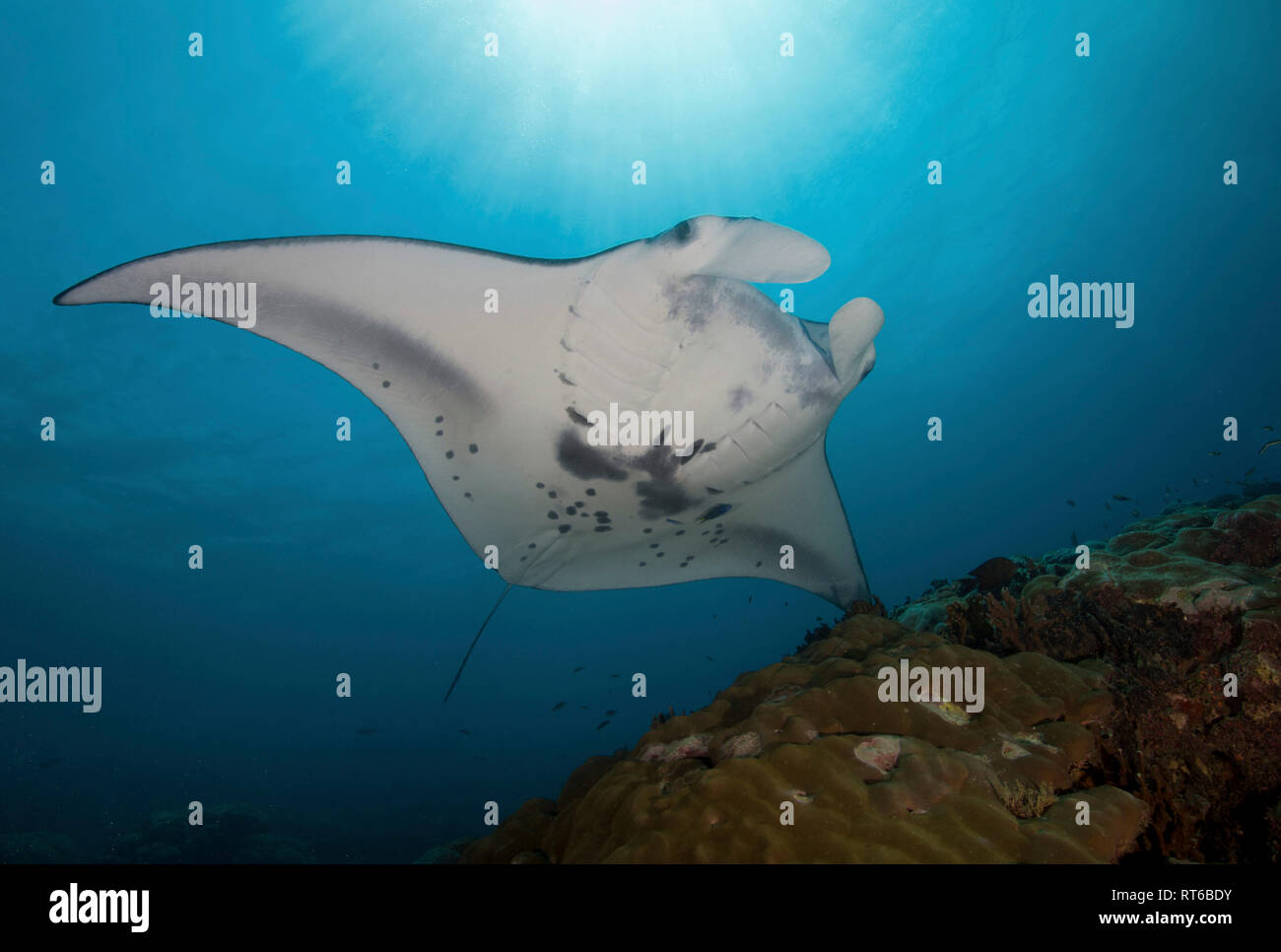 Manta Ray, Yap in Mikronesien. Stockfoto