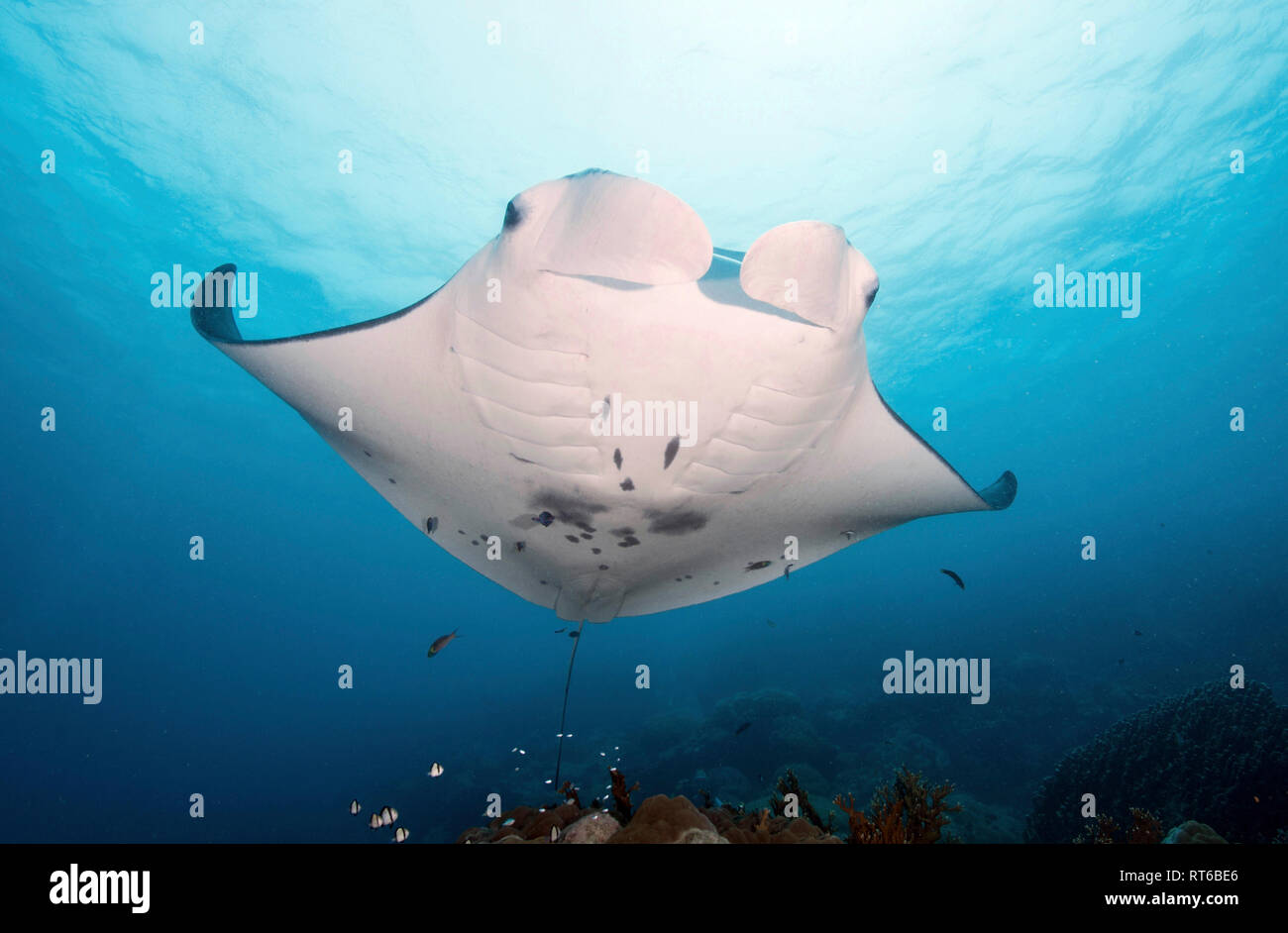 Manta Ray, Yap in Mikronesien. Stockfoto